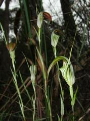 Pterostylis grandiflora
