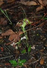 Pterostylis grandiflora
