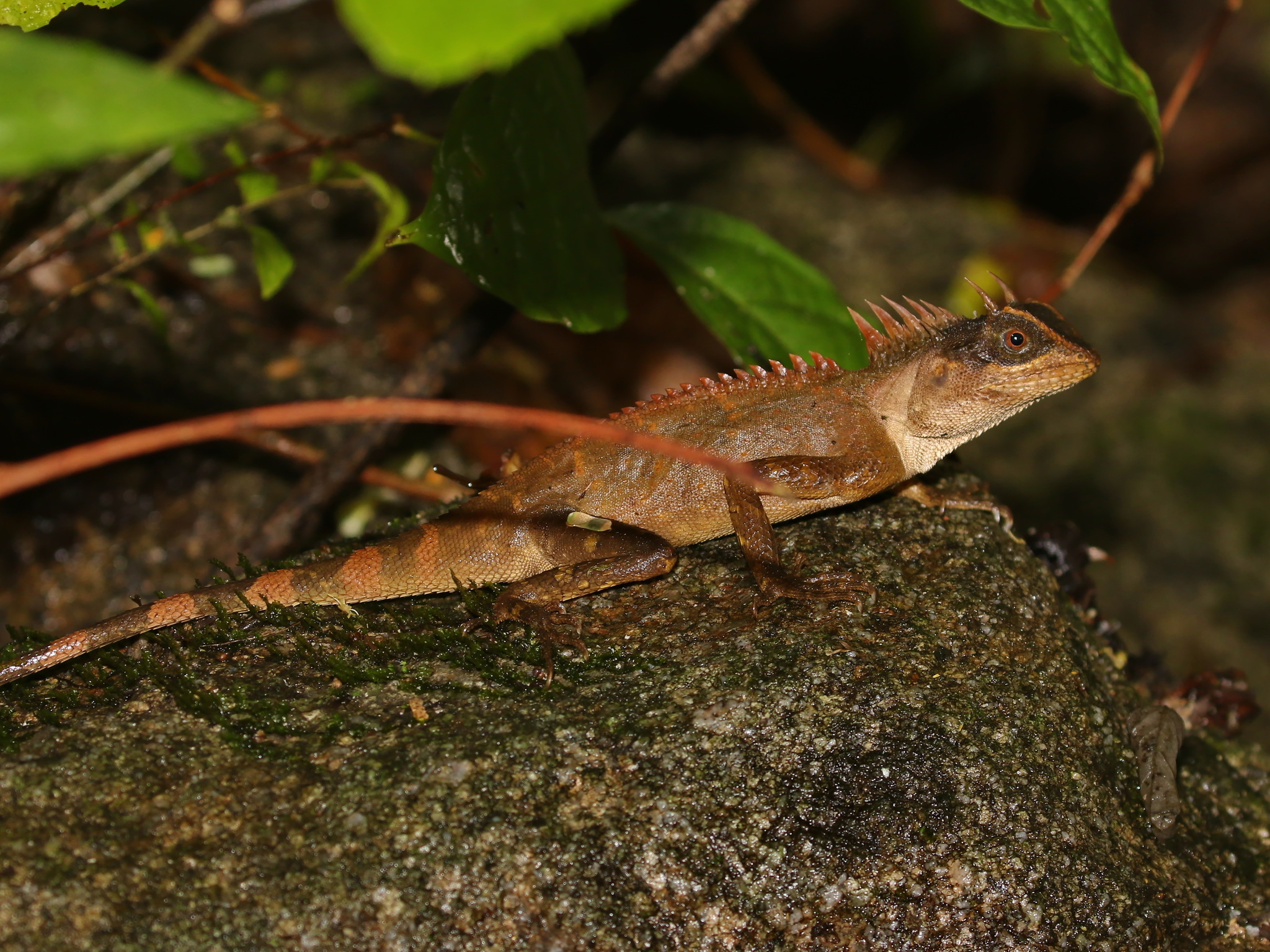Acanthosaura aurantiacrista Trivalairat, Kunya, Chanhome, Sumontha, Vasaruchapong, Chomngam & Chiangkul, 2020