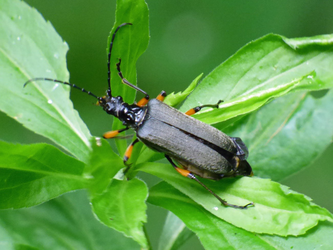 Rhagiini