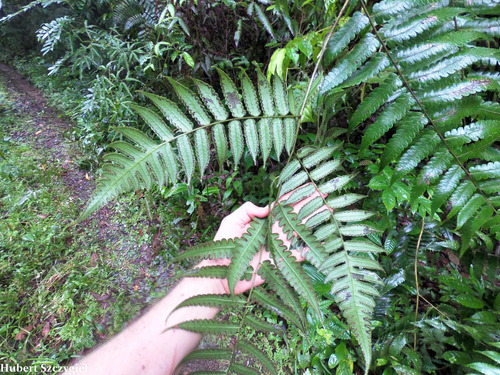 Cyathea petiolata