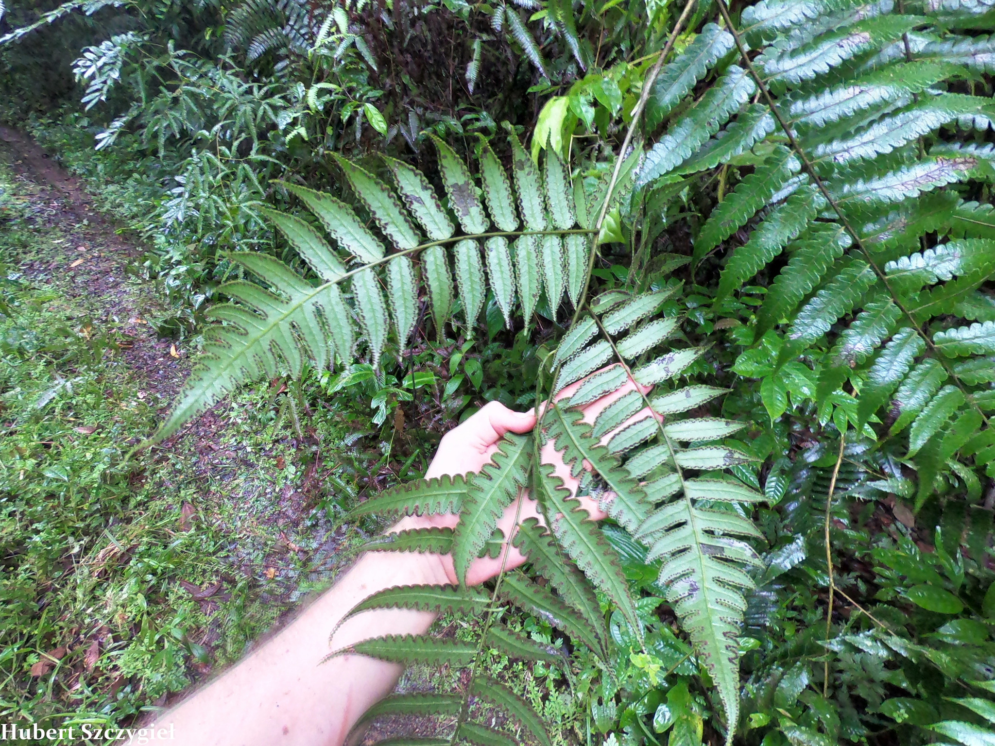 Cyathea petiolata