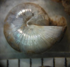 Glyphyalinia praecox