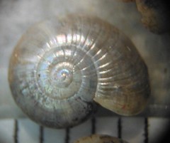 Glyphyalinia praecox