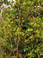 Tristaniopsis obovata