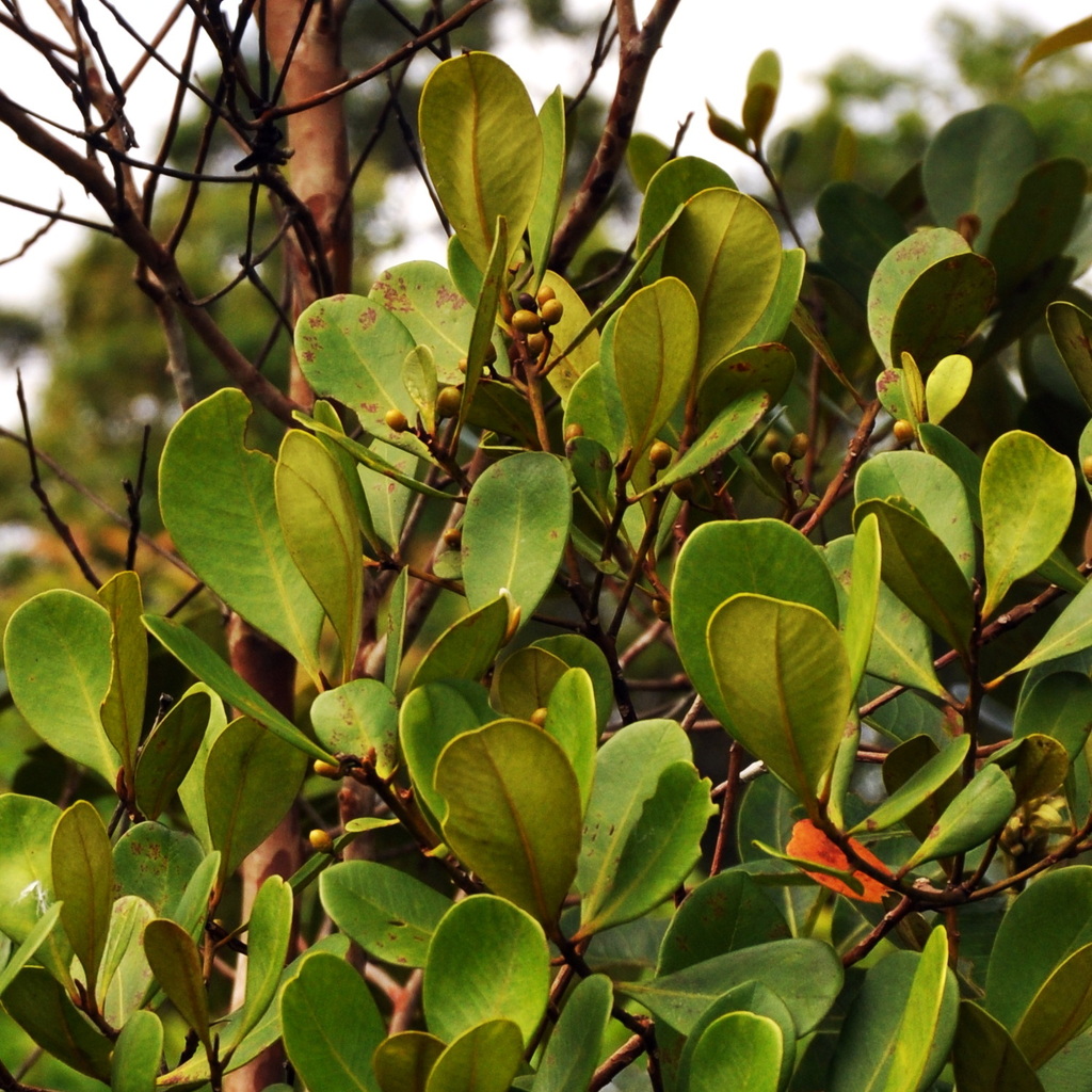 Tristaniopsis obovata