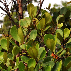 Tristaniopsis obovata