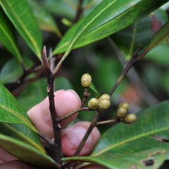 Tristaniopsis obovata