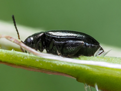 Phyllotreta cruciferae