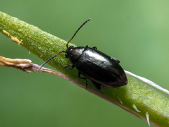 Phyllotreta cruciferae