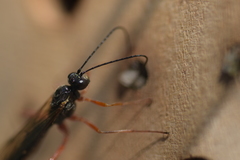 Ephialtes manifestator