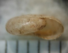 Glyphyalinia praecox
