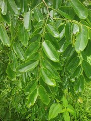 Dalbergia lanceolaria