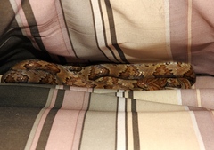 Trimorphodon paucimaculatus