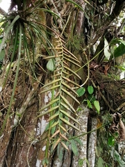 Lemeltonia narthecioides