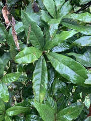 Quercus lancifolia