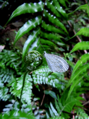 Leptosia nina niobe