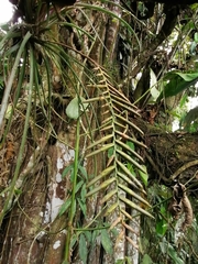 Lemeltonia narthecioides