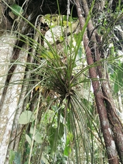 Lemeltonia narthecioides