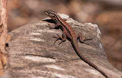 Liolaemus septentrionalis