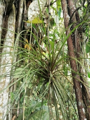 Lemeltonia narthecioides