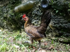 Gallus gallus domesticus