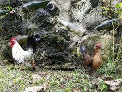 Gallus gallus domesticus