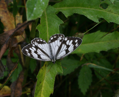 Melanargia halimede