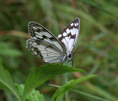 Melanargia halimede