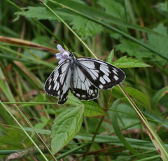 Melanargia halimede