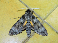 Isognathus rimosa