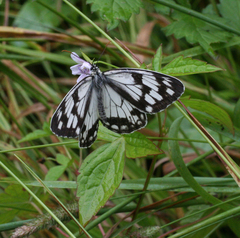 Melanargia halimede