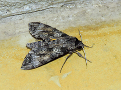 Isognathus rimosa