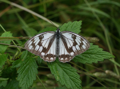 Melanargia halimede