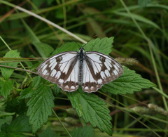 Melanargia halimede