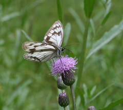 Melanargia halimede