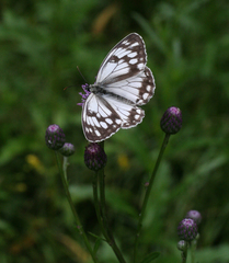 Melanargia halimede