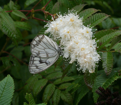 Melanargia halimede