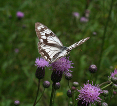 Melanargia halimede
