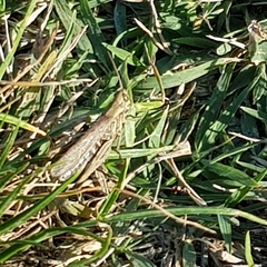 Glyptobothrus