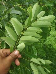 Dalbergia lanceolaria