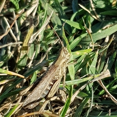 Glyptobothrus