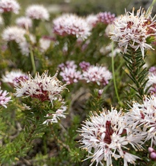 Agathosma serpyllacea