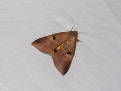 Thyas coronata
