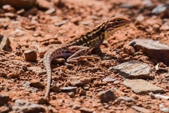 Ctenophorus isolepis