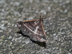 Adrapsa ablualis