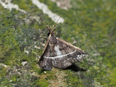 Adrapsa ablualis