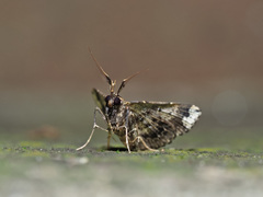 Adrapsa ablualis