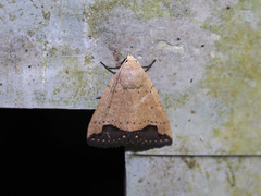 Bocula xanthostola