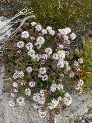 Agathosma serpyllacea